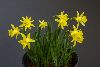 <em>Narcissus</em> 'Bowles Early Sulphur'